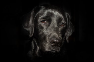 Siyah arka plan üzerine siyah Labrador Retriever başkanı