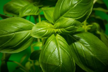 Yeşil fesleğen yaprakları yakın çekim yeşil zemin üzerine