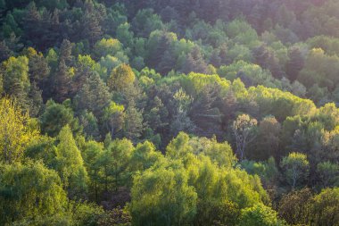 Bahar, gün batımından önce yukarıdan görülen yeşil orman