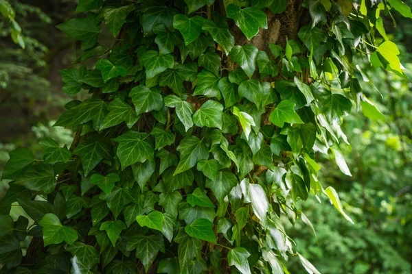 Bluszcz zielony liści wokół drzewa w lesie — Zdjęcie stockowe