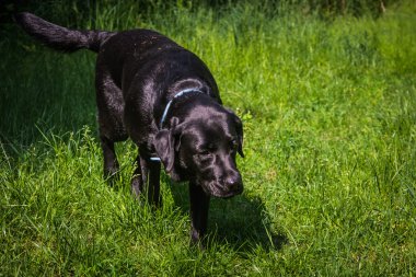 Siyah köpek Labrador geri almak yeşil çim yaz günü yürüyüş