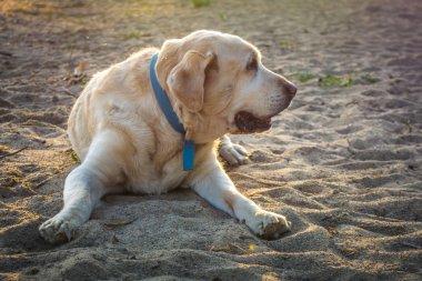 Sarı köpek Labrador geri almak sahilde yalan.