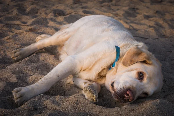 Cão amarelo Labrador Retriever deitado na praia — Fotografia de Stock