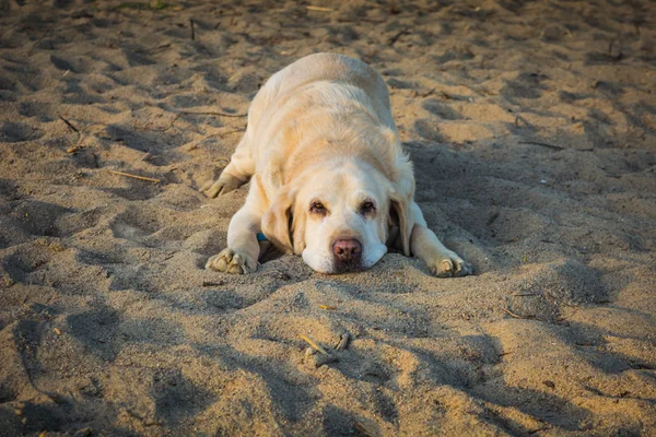Sarı köpek Labrador geri almak sahilde yalan. — Stok fotoğraf