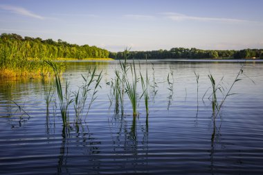 Bahar sırasında ormandaki göl