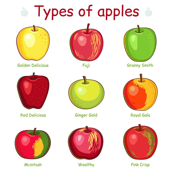 Tipos de maçãs — Vetor de Stock