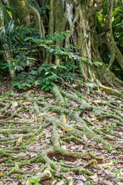 Exposed tree roots across bright green moss with scattered leaves and dappled sunlight in a lush tropical forest scene.