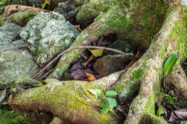 Dense network of tree roots weaving through dry leaves and soil on a tropical forest floor with rich natural textures.