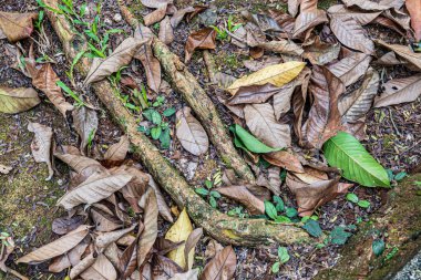 Close-up of dried brown leaves and small green plants over soil and tree roots in a forest floor scene.