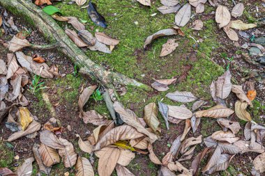 Detail of moss, dried leaves, and exposed tree roots across tropical forest soil with earthy tones.