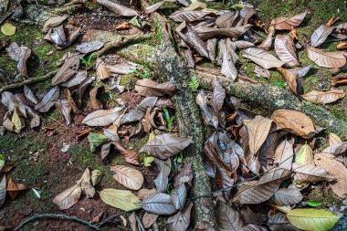 Close forest texture showing dried fallen leaves, green moss, and exposed roots on damp soil.