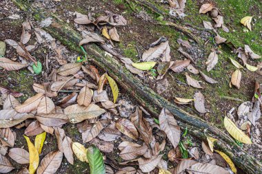 Textured forest surface showing green moss, brown leaves, and root fragments in a tropical woodland setting.
