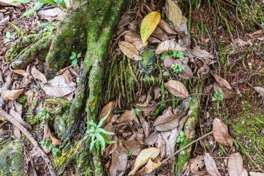 Macro shot showing green moss and dried leaves around the base of a tree root, revealing natural patterns, organic colors, and the texture of a tropical forest floor.
