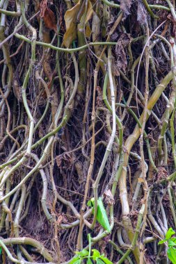 Close-up of tangled vines and stems forming a dense tropical wall of vegetation, showing organic structure, texture, and patterns of plant growth in a humid forest.