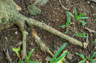 Detailed photo of an exposed tree root surrounded by brown soil and small green plants, showing organic texture and natural forest floor composition.