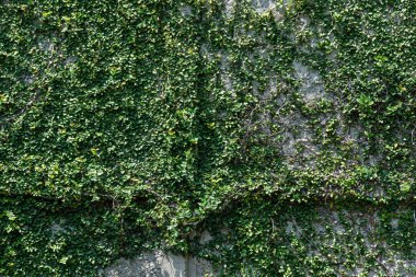 Creeping vines with dense green leaves covering a rough concrete wall, forming a natural living texture and fresh tropical background pattern.
