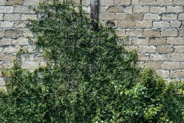 Thick vines with small green leaves growing over an old brick wall under sunlight, showing natural texture and contrast between stone and vegetation.