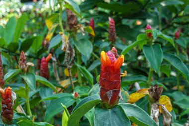 Close-up of red spiral ginger flower with bright yellow tips and green leaves in a tropical garden, showing vivid color and natural plant beauty.