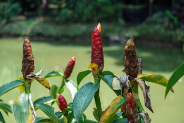 Cluster of red ginger plants near pond water, featuring green leaves, bright flowers, and natural tropical vegetation in outdoor sunlight.