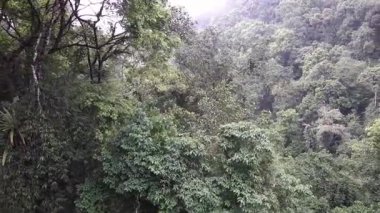 Yoğun yeşil tepe örtüsü katmanları ve dağ nemini gösteren, el değmemiş doğal doğa ve biyolojik çeşitliliği ön plana çıkaran sislerle kaplı tropikal bir orman geniş bir görünüm.
