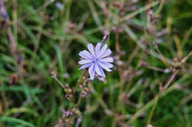 Yeşil çayırdaki güzel mavi kır çiçeği, doğal ortamda hindiba çiçeğinin makro yakın çekimi.