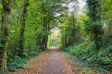 Yaz sonu ya da sonbahar başlarında düşen yapraklarla kaplı huzurlu yeşil orman yolu.