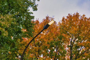 Şehir Parkı 'nda Renkli Portakal Yaprakları Bulutlu Gökyüzüne Karşı Aydınlanmış Sokak Lambası Parlak Sonbahar Yaprakları Ortasında