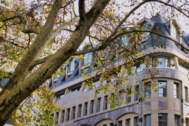 Golden autumn leaves hang from branches near an elegant building, creating a serene scene in an urban setting.