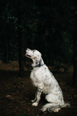 köpek oturma ve ararken