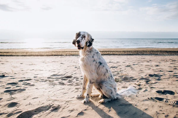 Perro esperando a su dueño en la costa — Foto de Stock