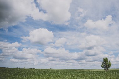 Çavdar alan, yaz görünümü