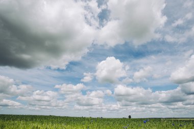 Çavdar alan, yaz görünümü