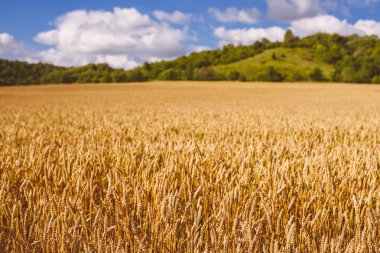Çavdar alan, yaz sahne