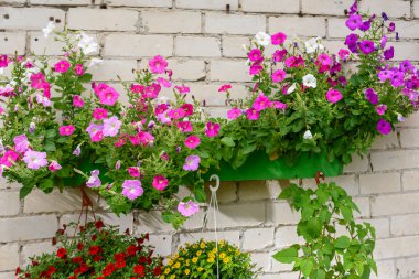 Renkli çiçek ekran sepetleri asılı