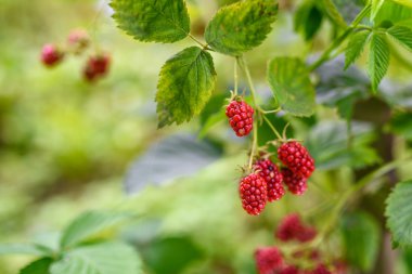Dal kırmızı böğürtlen