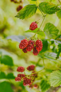 Bir dalları üzerinde kırmızı böğürtlen
