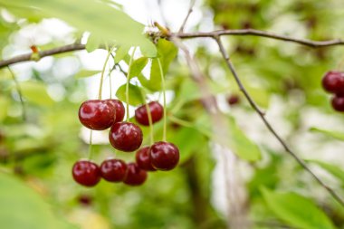 Olgun kırmızı kirazlar ağaçta 