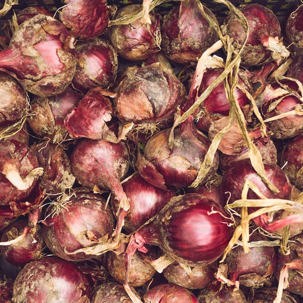 Scalogno di cipolla rossa — Foto Stock