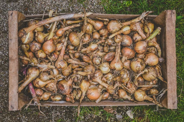 Yellow onion shallots — Stock Photo, Image