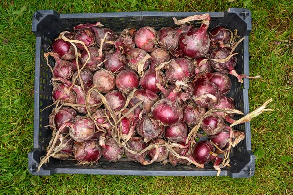 Chalotes de cebolla roja — Foto de Stock