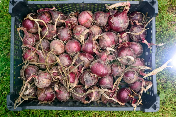 Chalotes de cebolla roja — Foto de Stock