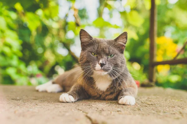 Joven gatito al aire libre tiro — Foto de Stock