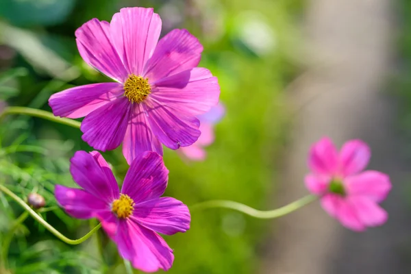 Pink flowers in the garden — Stock Photo, Image