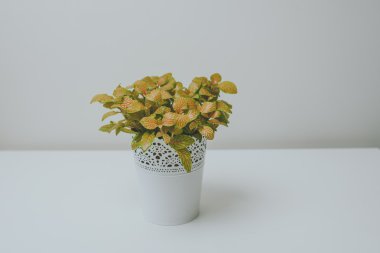 Fittonia sinir bitki