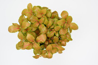 Fittonia sinir bitki