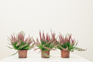 Tencere Heather çiçekler