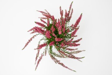 Pembe Heather çiçekler
