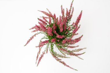 Pembe Heather çiçekler