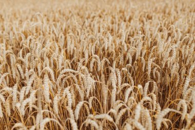 Beyaz arkaplanı olan altın buğday tarlası, yakın plan