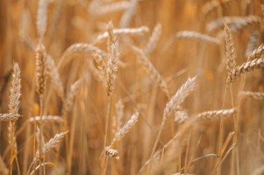 Beyaz arkaplanı olan altın buğday tarlası, yakın plan